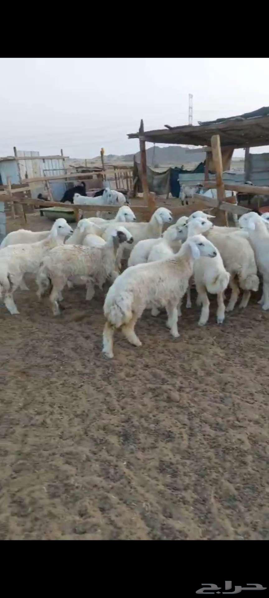 Rkhal meat... and Italian slaughter for occasions64395629624577111