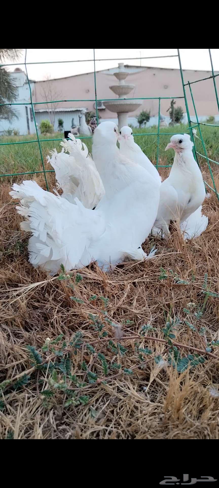 للبيع جوز شمسي منتج تحته فرخين64395643520769113