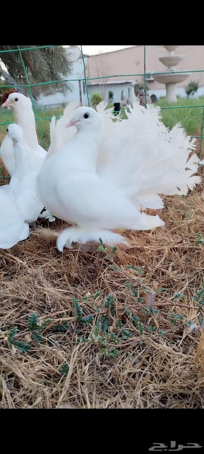 للبيع جوز شمسي منتج تحته فرخين64395643520769114