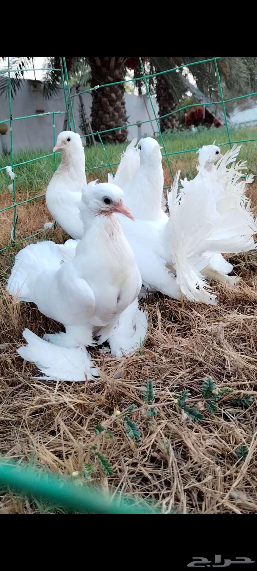 للبيع جوز شمسي منتج تحته فرخين64395643520769111