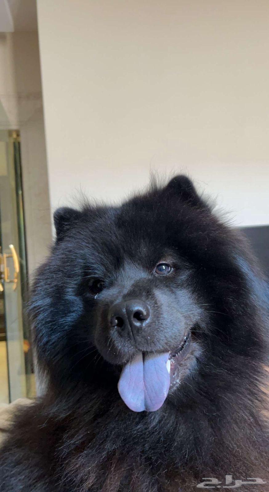 Chow Chow Dog64399787117569110