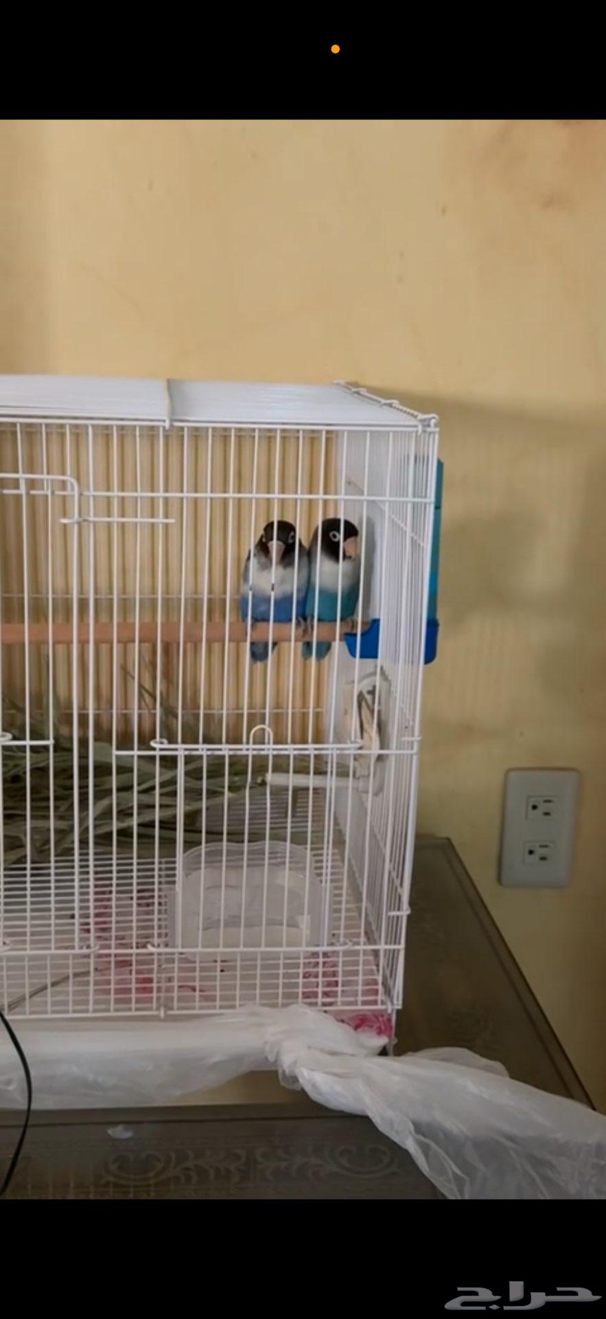 جوز للبيع64397700783233110