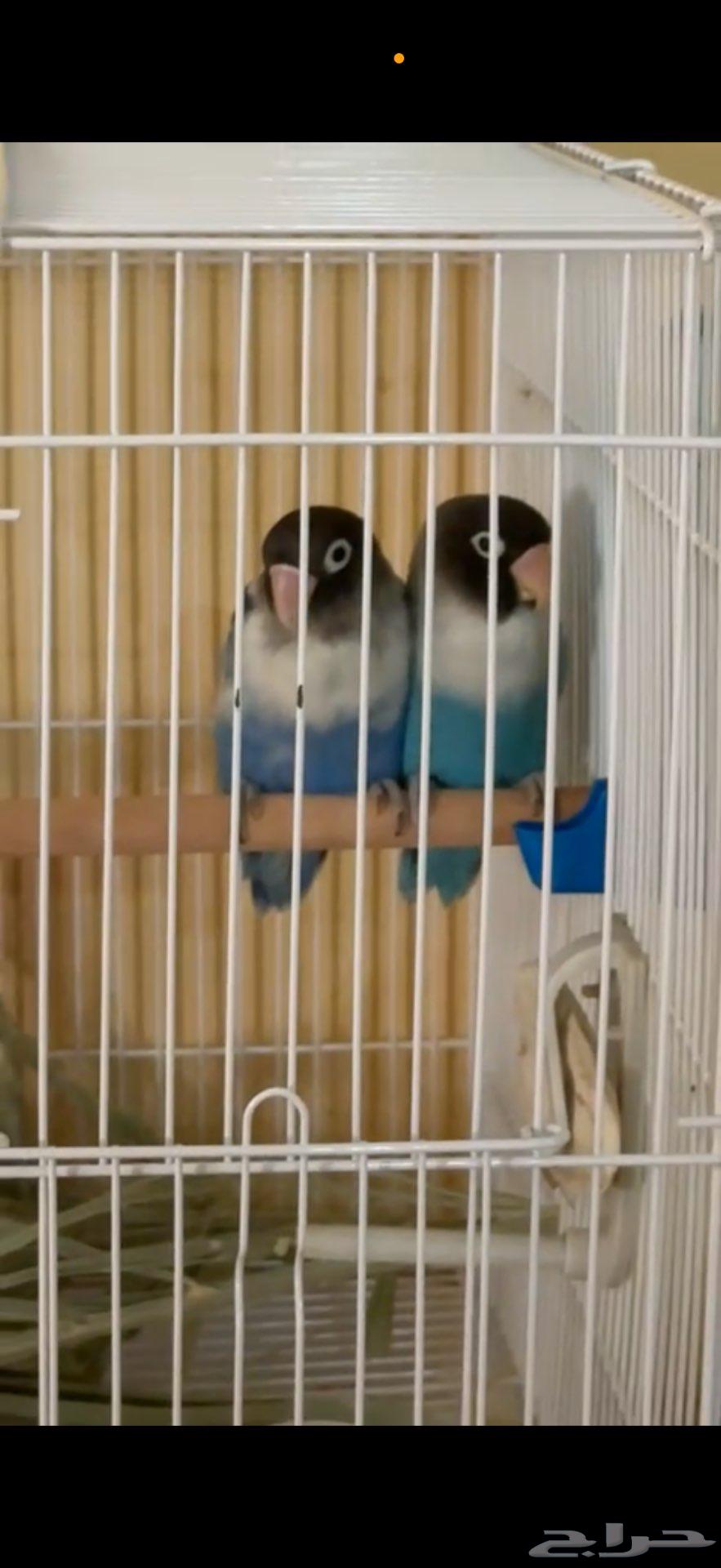 جوز للبيع64397700783233111