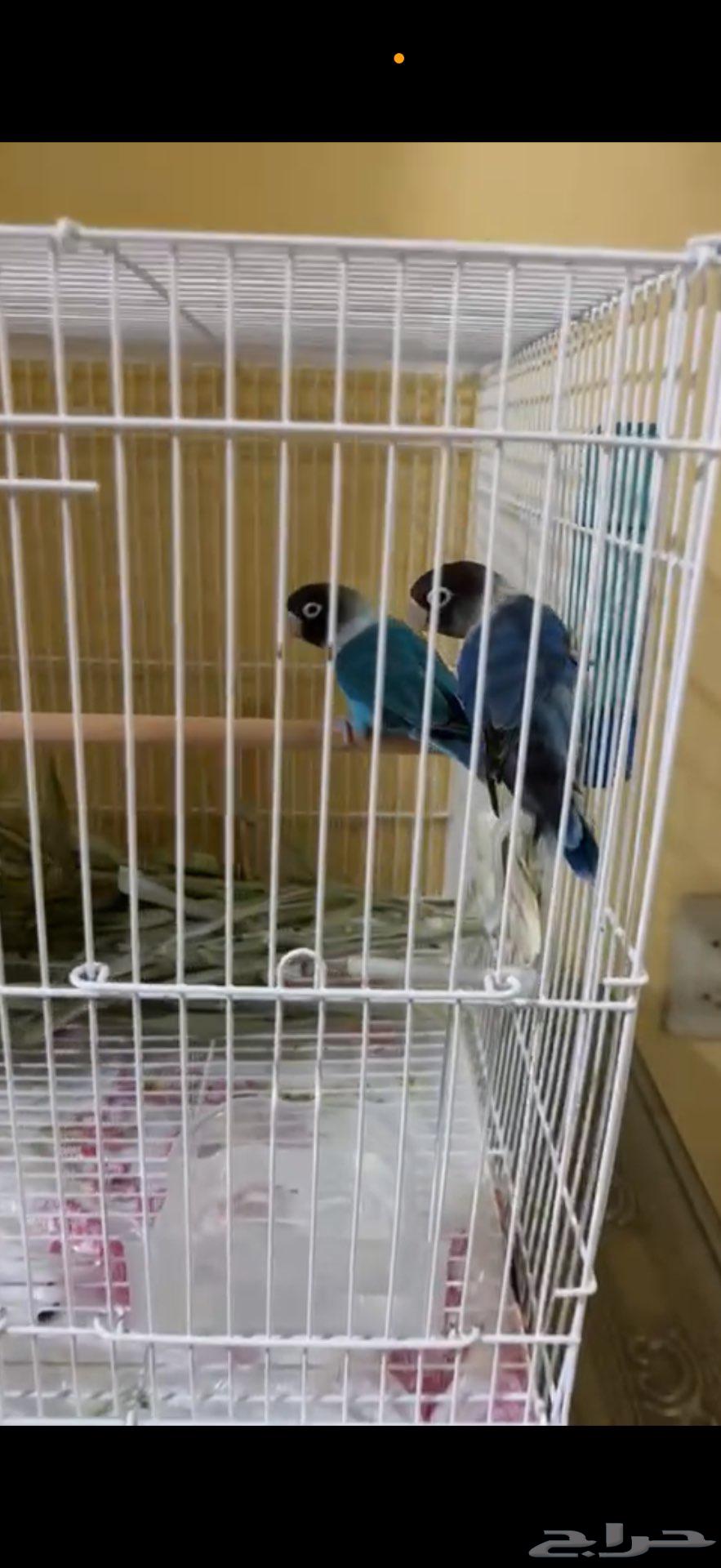 جوز للبيع64397700783233112