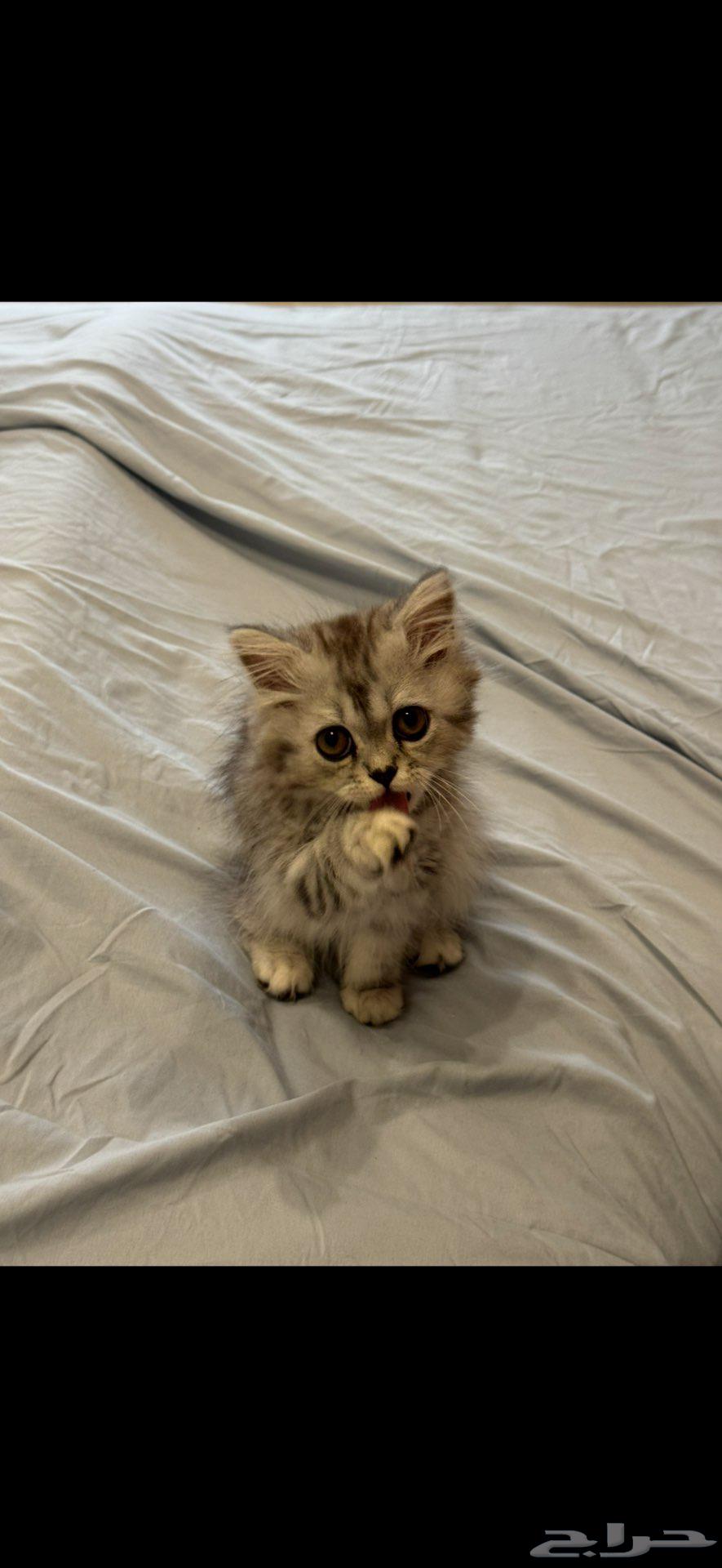 قط من نسل. سلالة خاصة64399410924417113