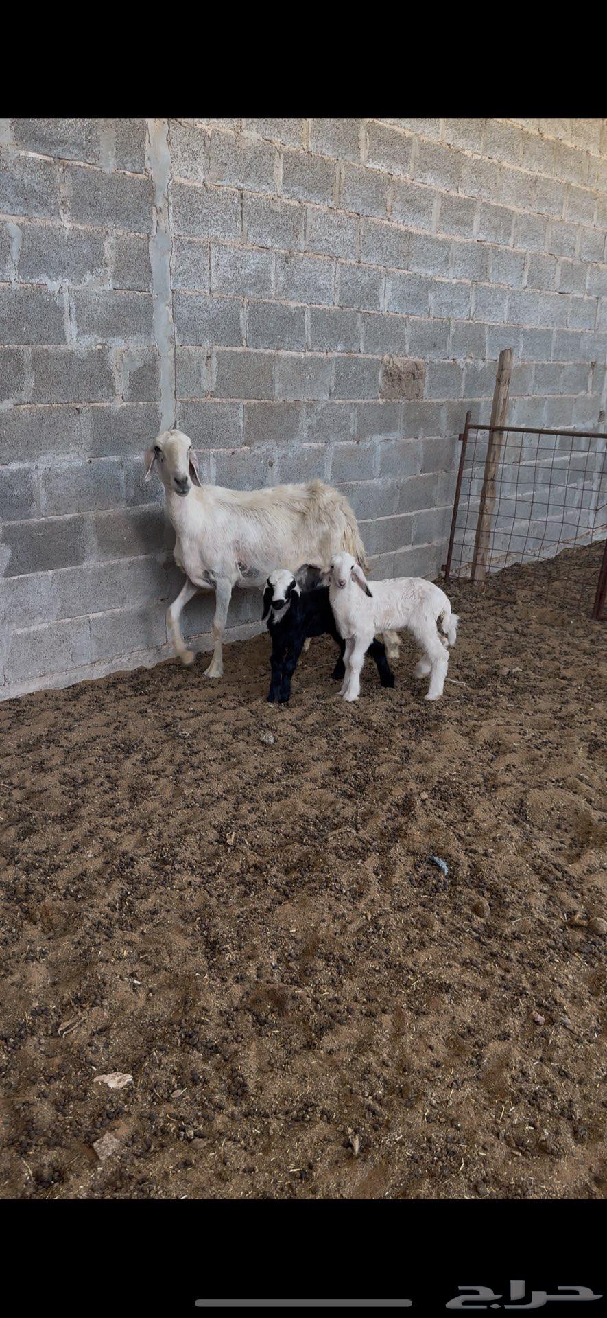 شاه نجديه معها 264400189995905110