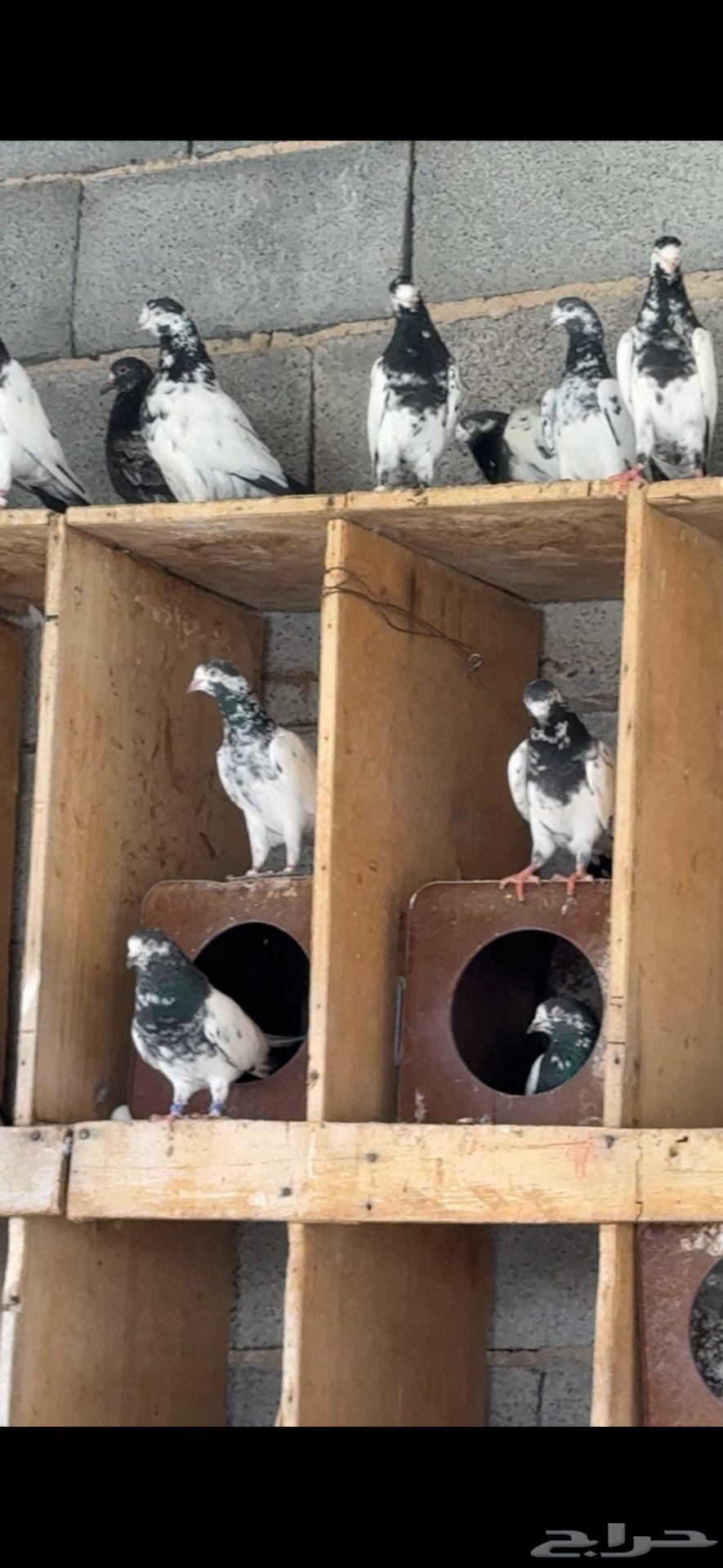 للبيع مجموعه باكستانيات بيور64400507634691114