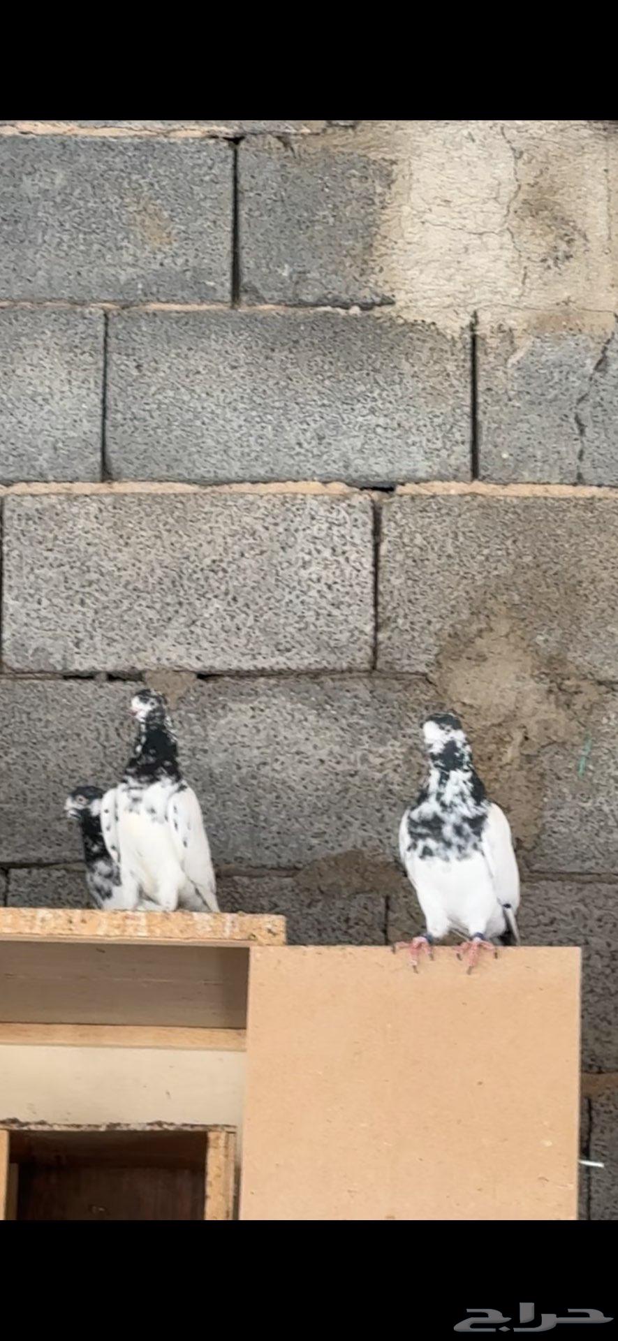 للبيع مجموعه باكستانيات بيور64400507634691112