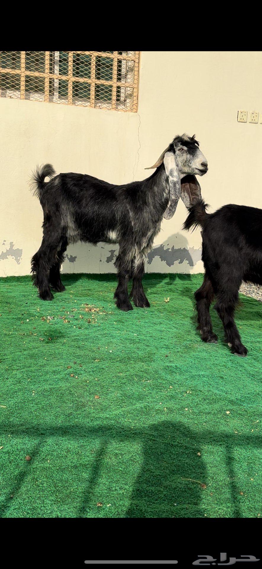 About Zain, type identifiers accessories for the people of Zain64395420838913110