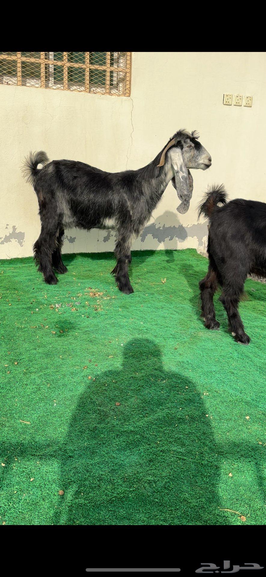 About Zain, type identifiers accessories for the people of Zain64395420838913114