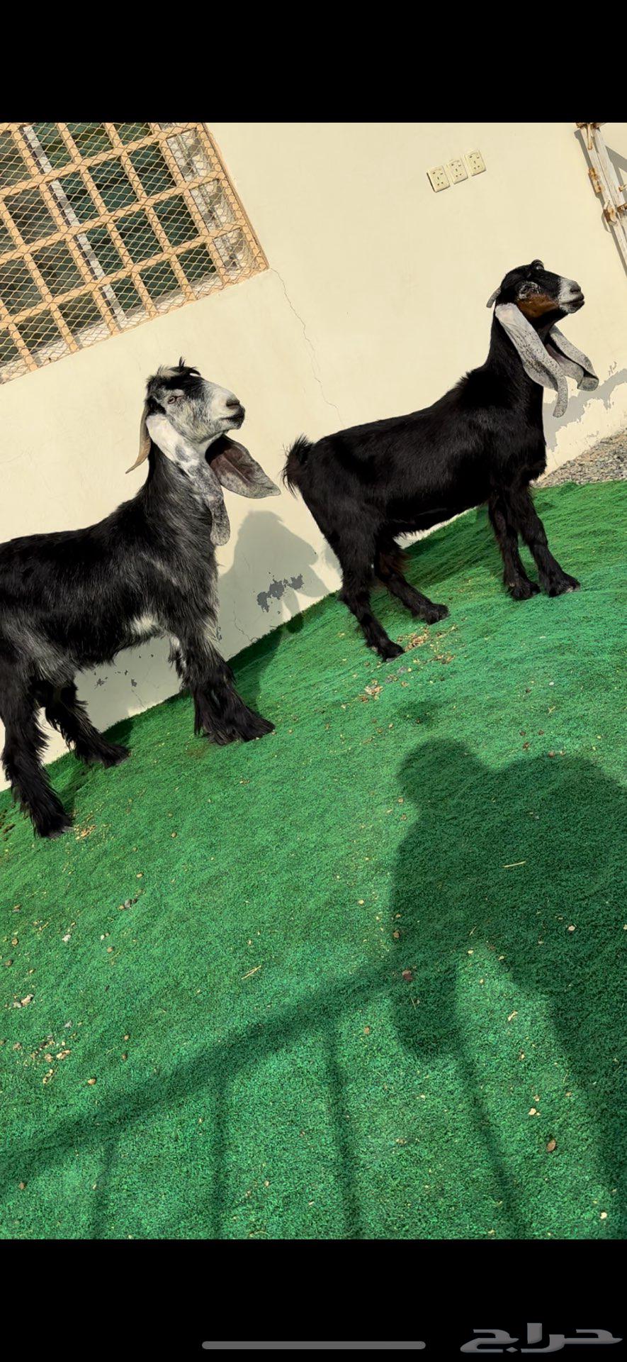 About Zain, type identifiers accessories for the people of Zain64395420838913112