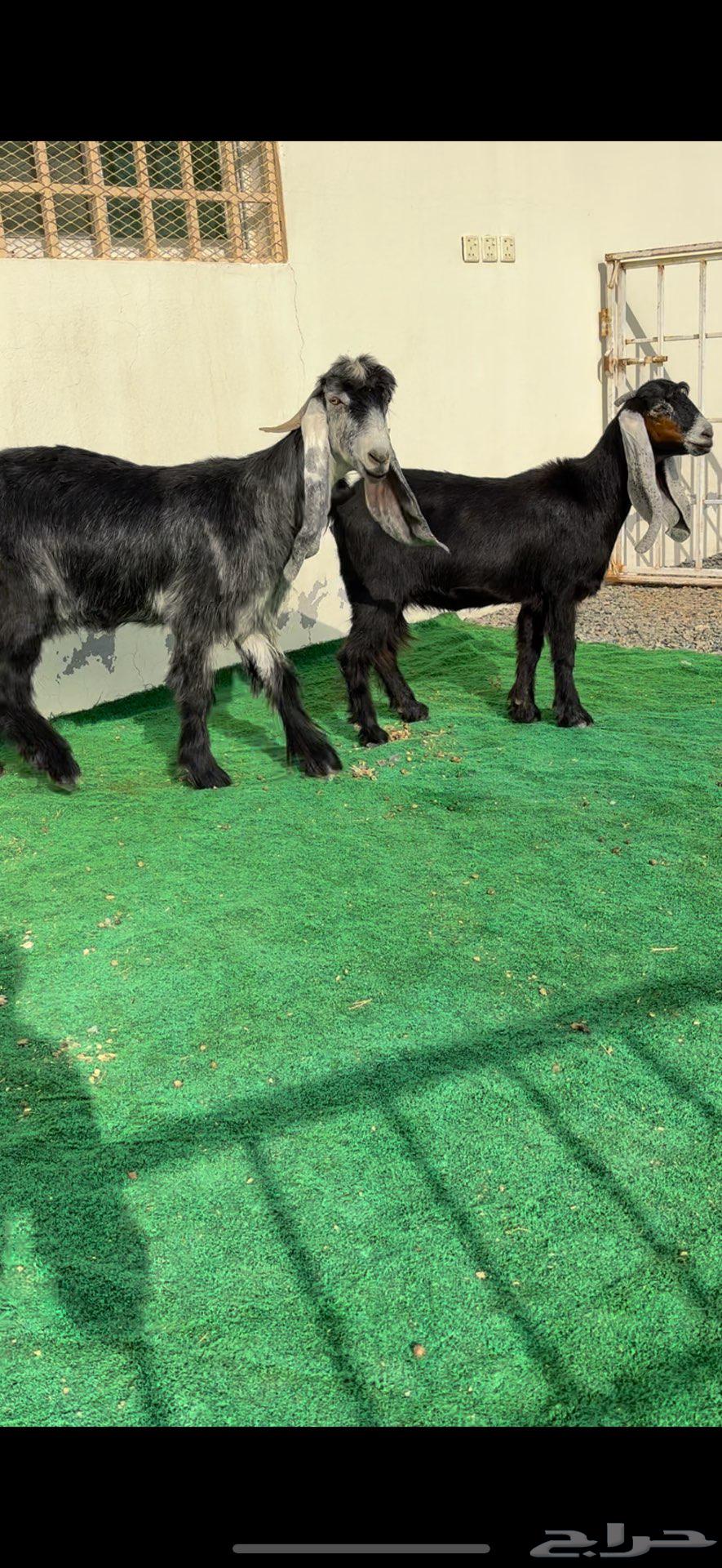 About Zain, type identifiers accessories for the people of Zain64395420838913113