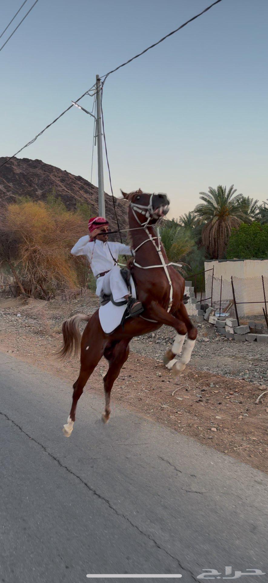 خيل شعبي ينافس الواهو64397381166595113