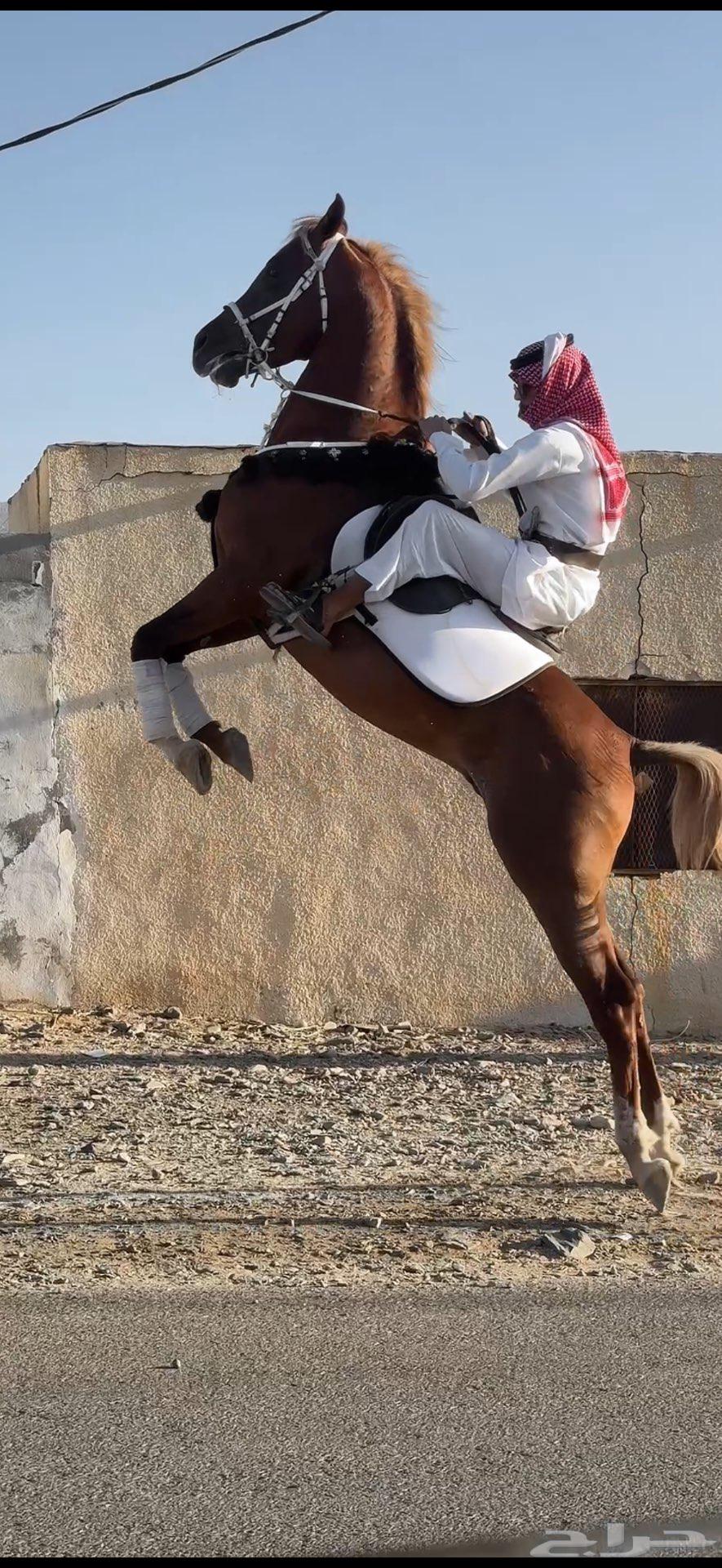 خيل شعبي ينافس الواهو64397381166595114