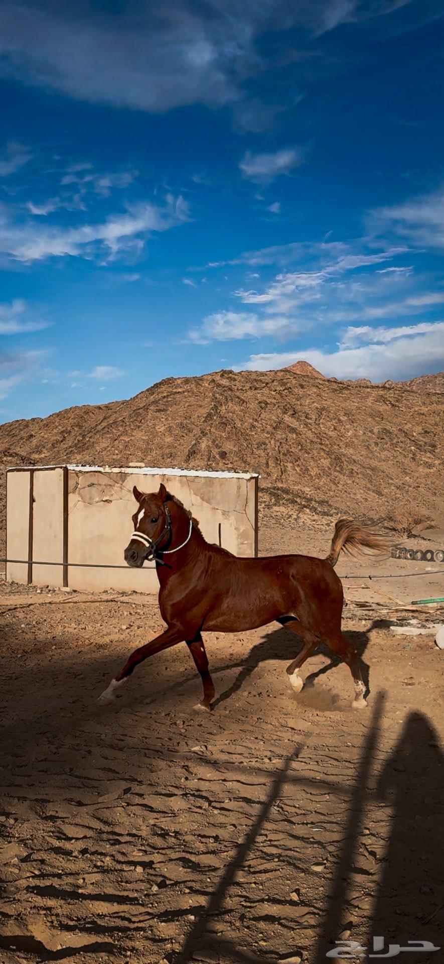 خيل شعبي ينافس الواهو64397381166595111