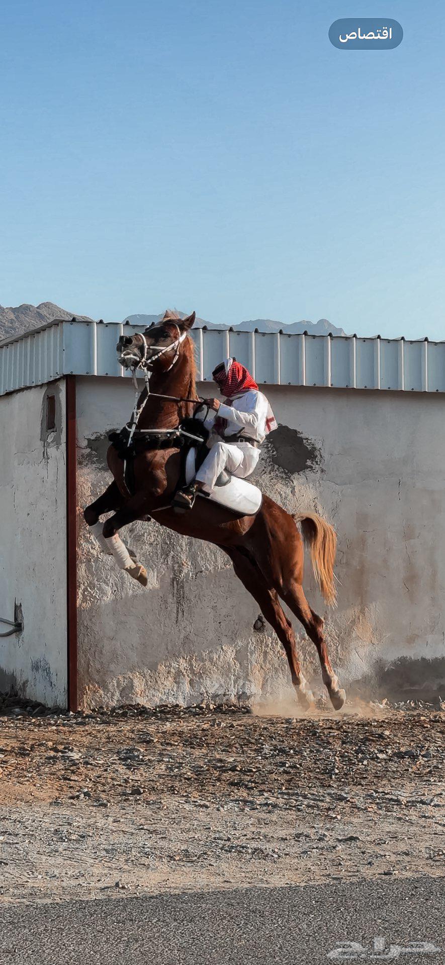 خيل شعبي ينافس الواهو64397381166595112