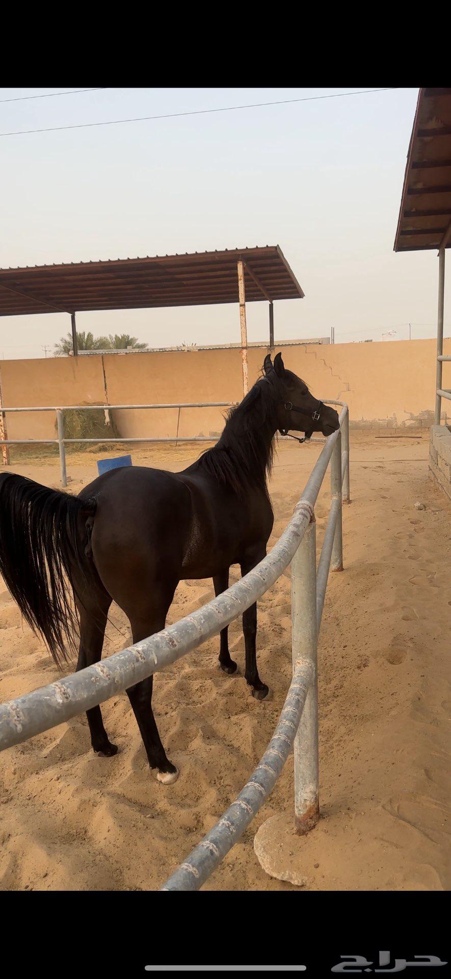 مهرة سودا دهما شعبيه للبيع64425556369923114