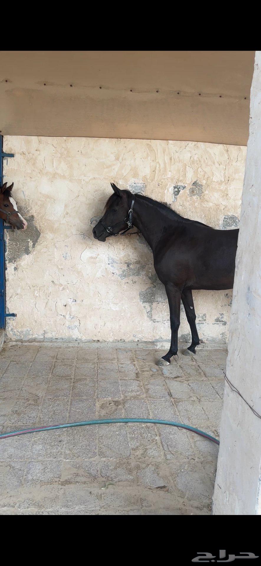 مهرة سودا دهما شعبيه للبيع64425556369923112