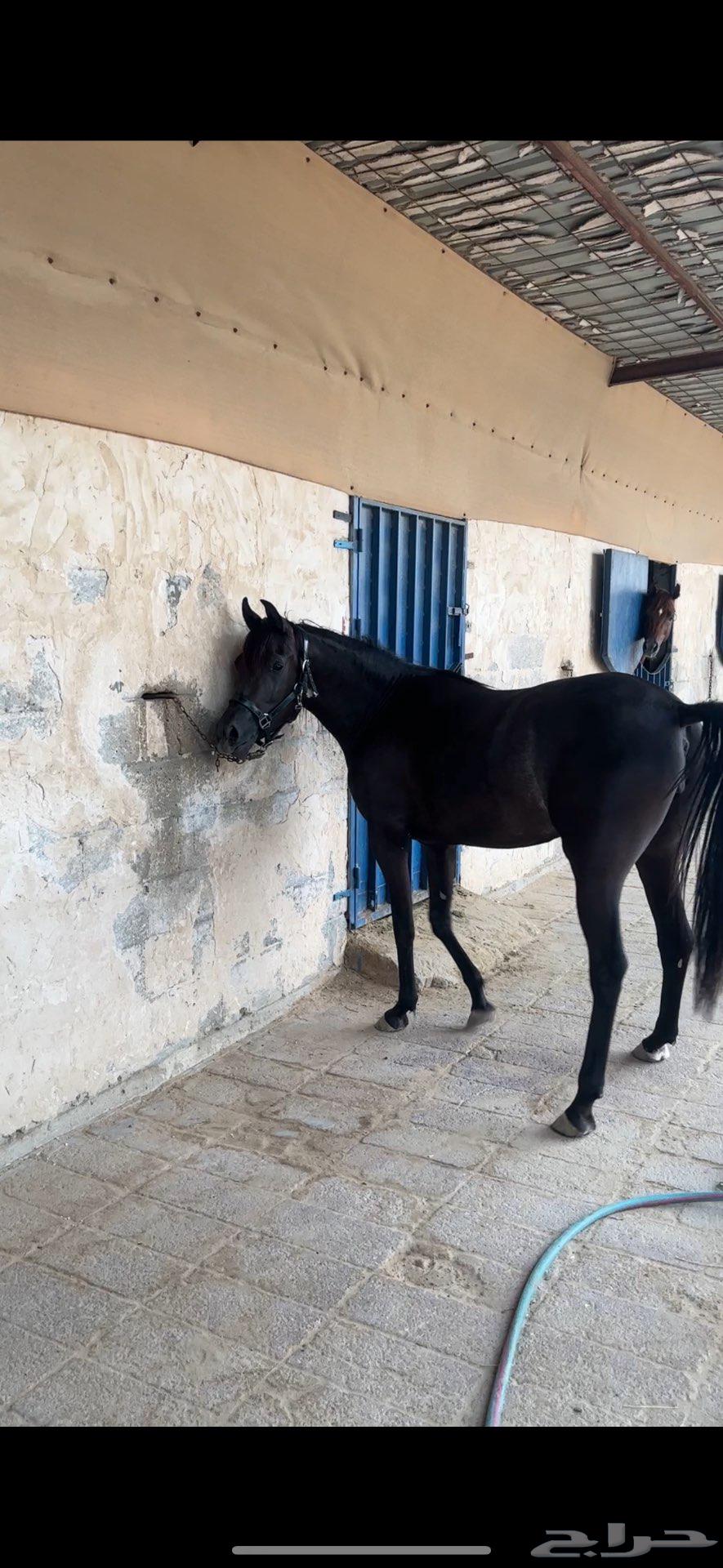 مهرة سودا دهما شعبيه للبيع64425556369923113