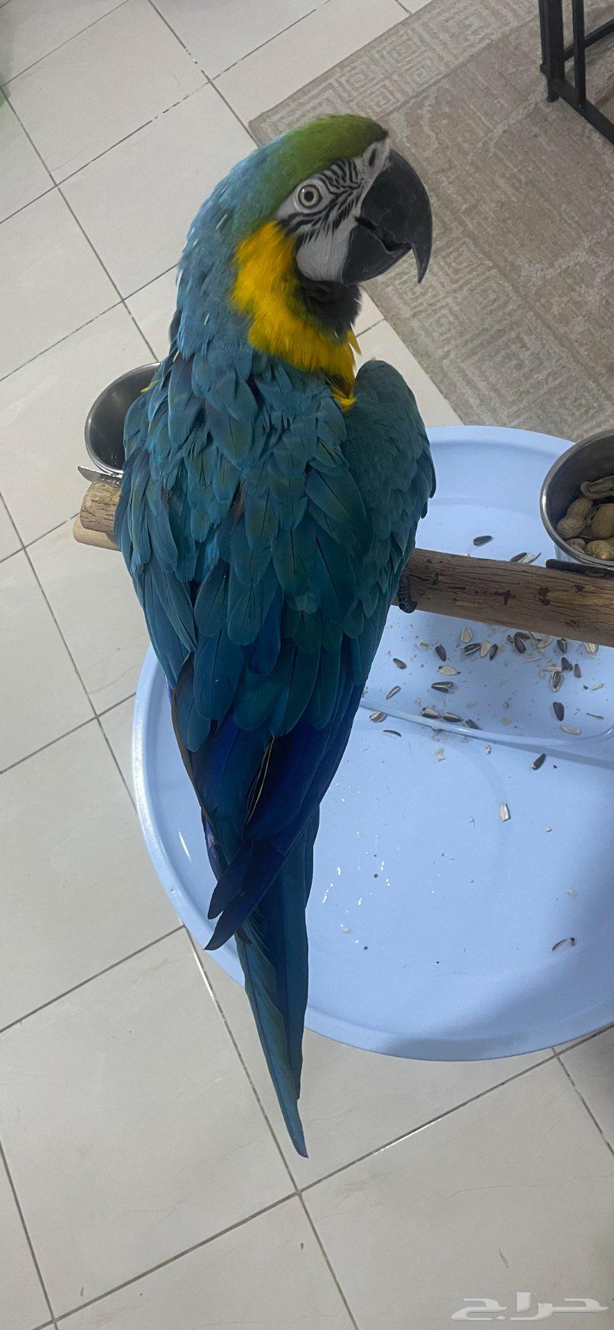 مكاو بغبغاء طير64398061301251112