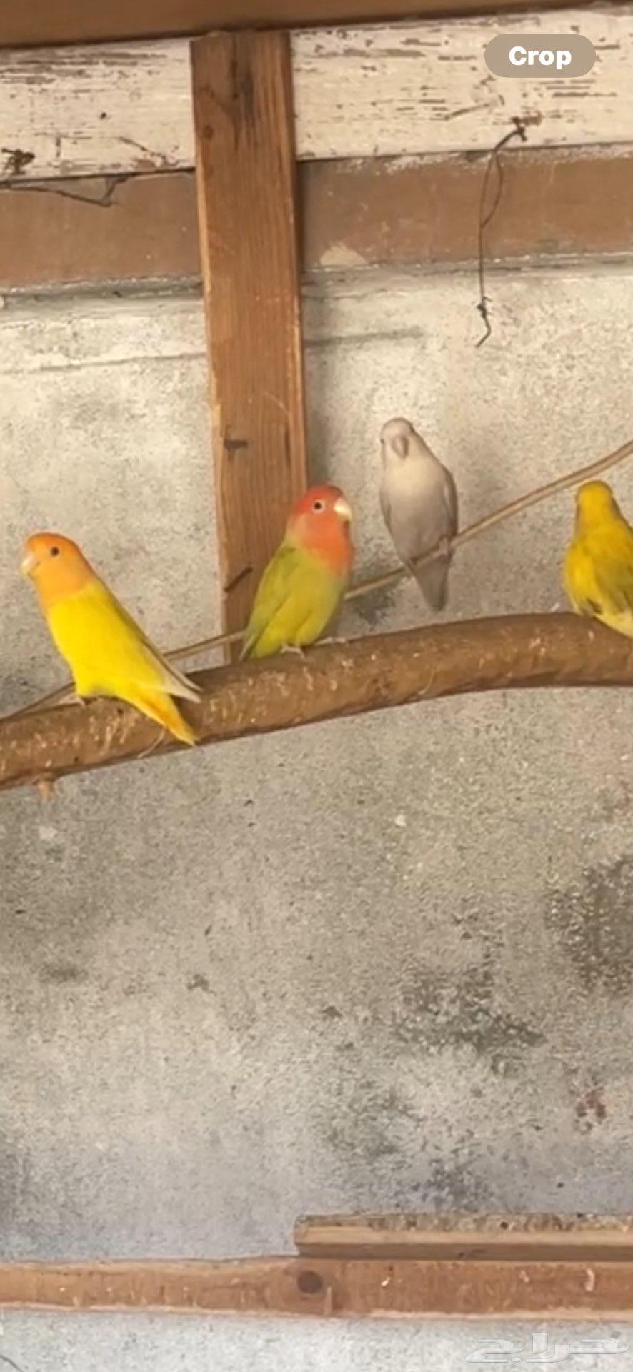 طيور الحب64398534487298110