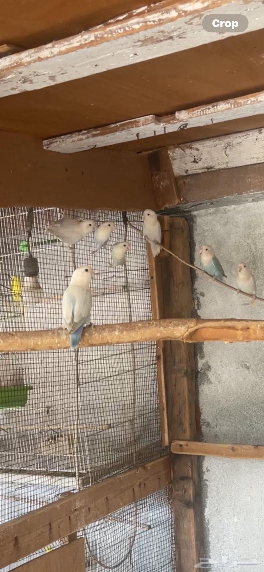 طيور الحب64398534487298111