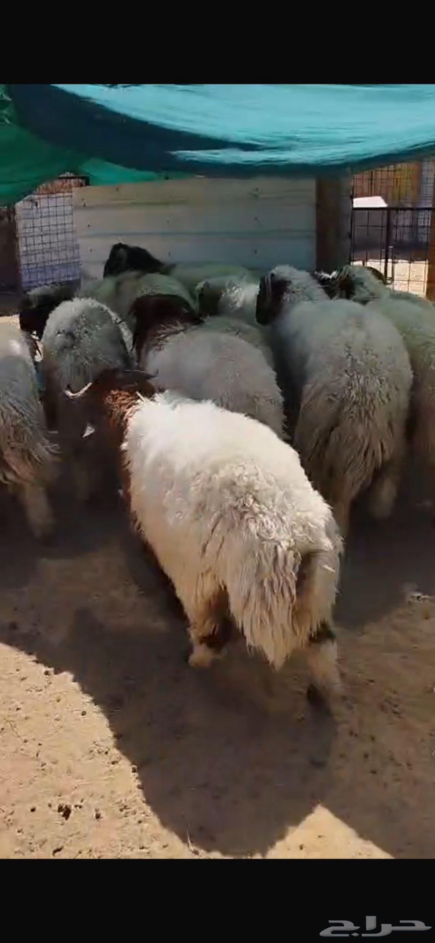 طليان نعيم للبيع64399842538369110