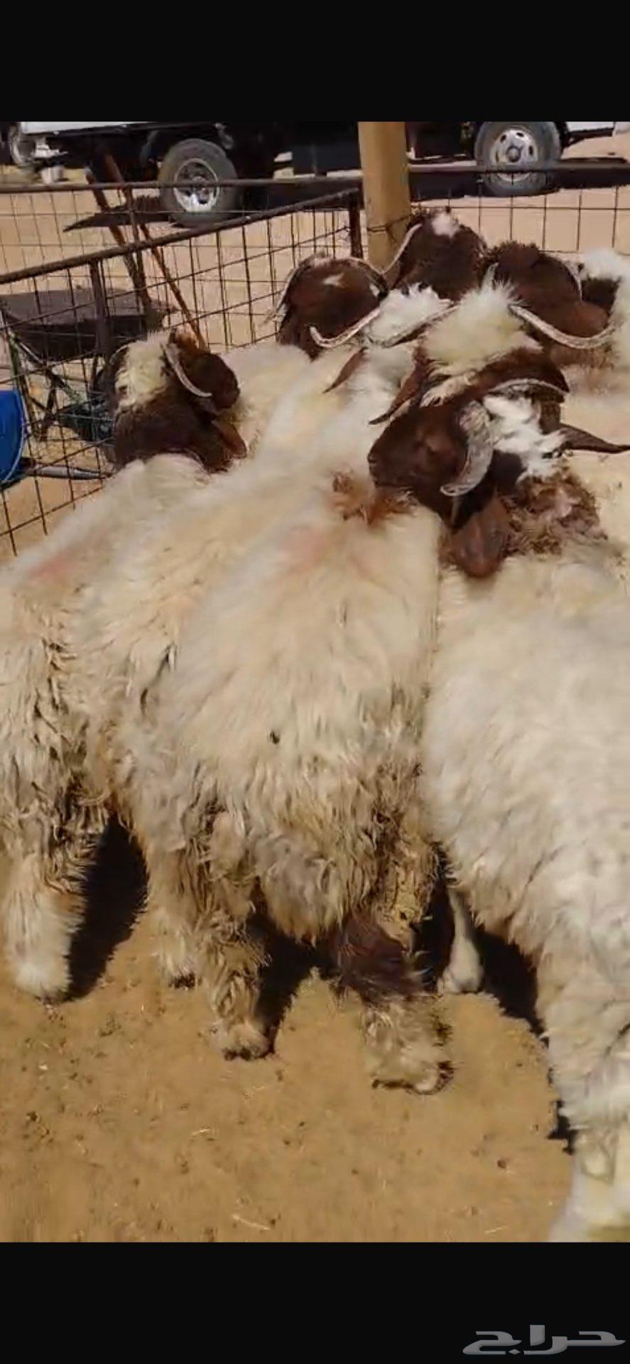 طليان نعيم للبيع64399842538369111