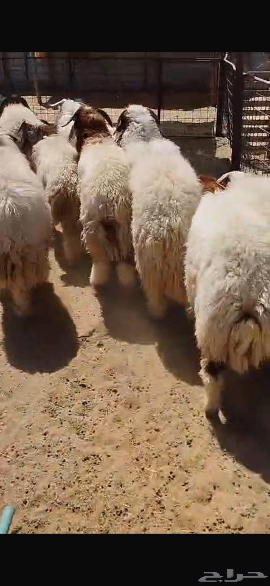 طليان نعيم للبيع64399842538369112