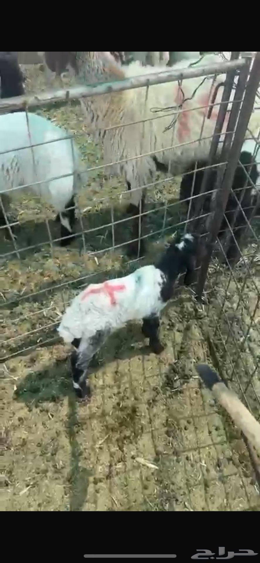 رخال دواغير64400370524417111