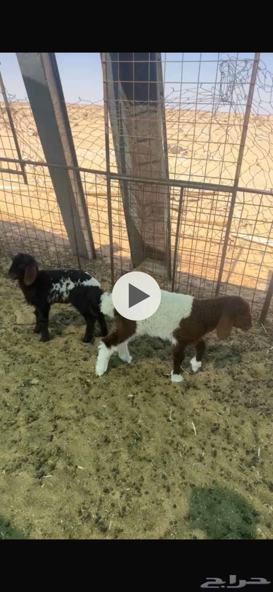 رخال دواغير64400370524417110