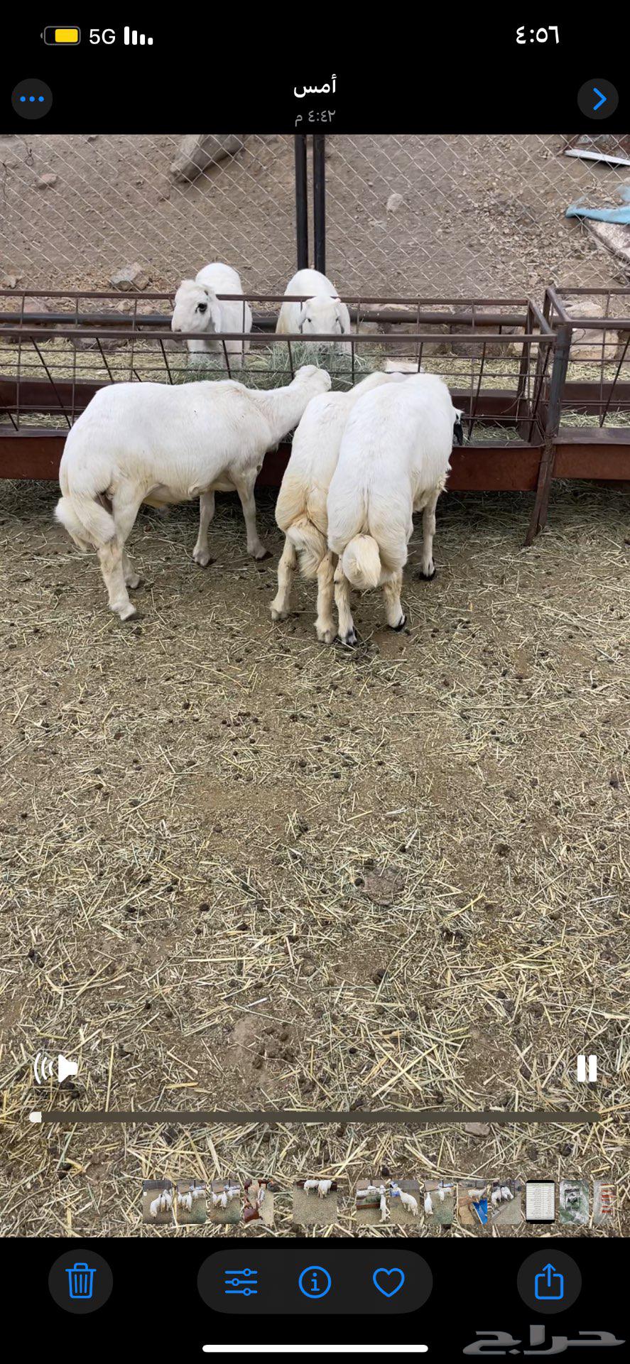 خرفان 4 شهور و5 شهور64400674935169110