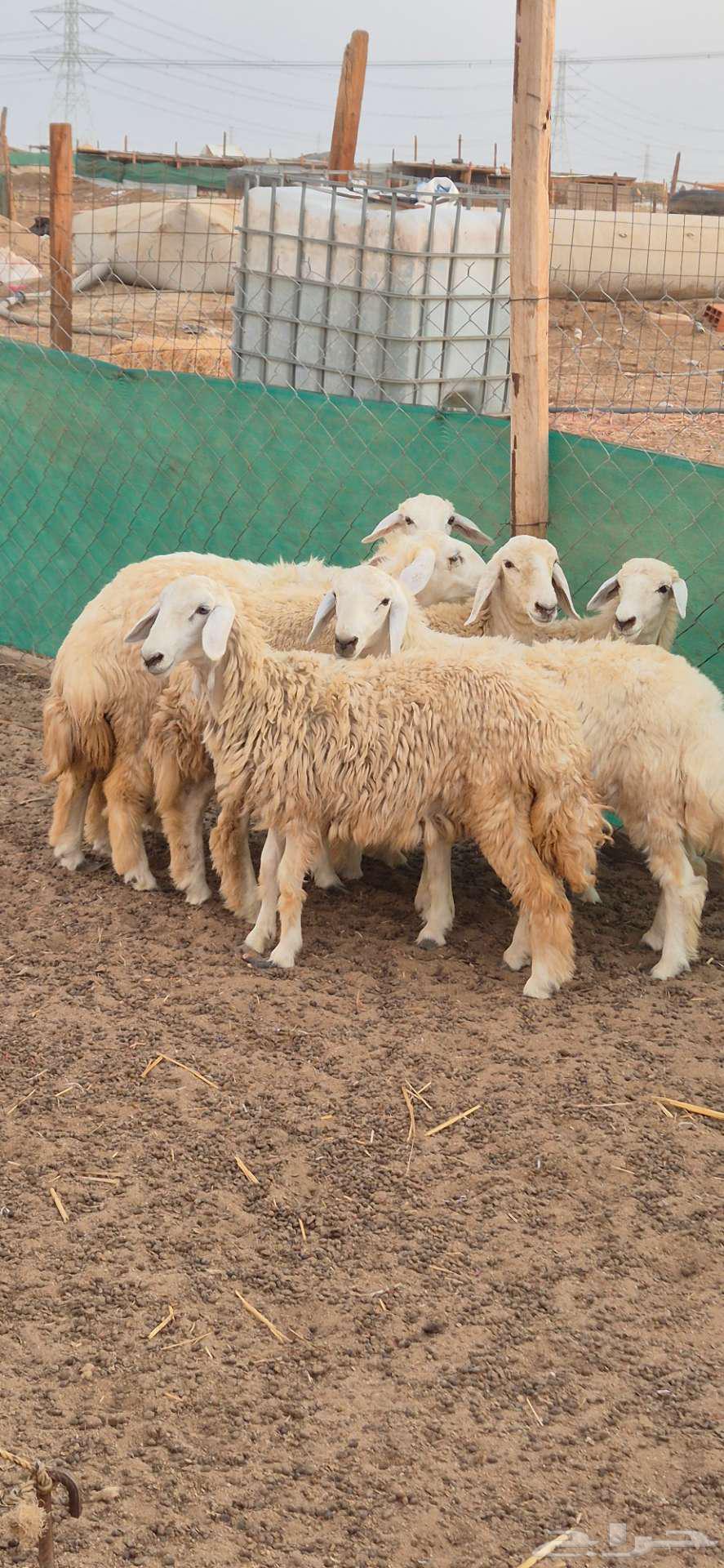 رخال حريات للبيع64394053046274112