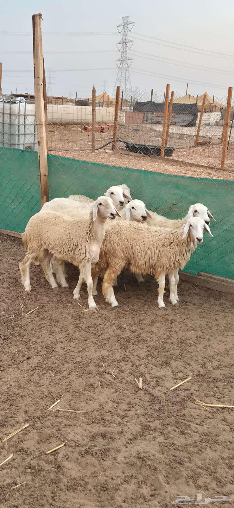 رخال حريات للبيع64394053046274111