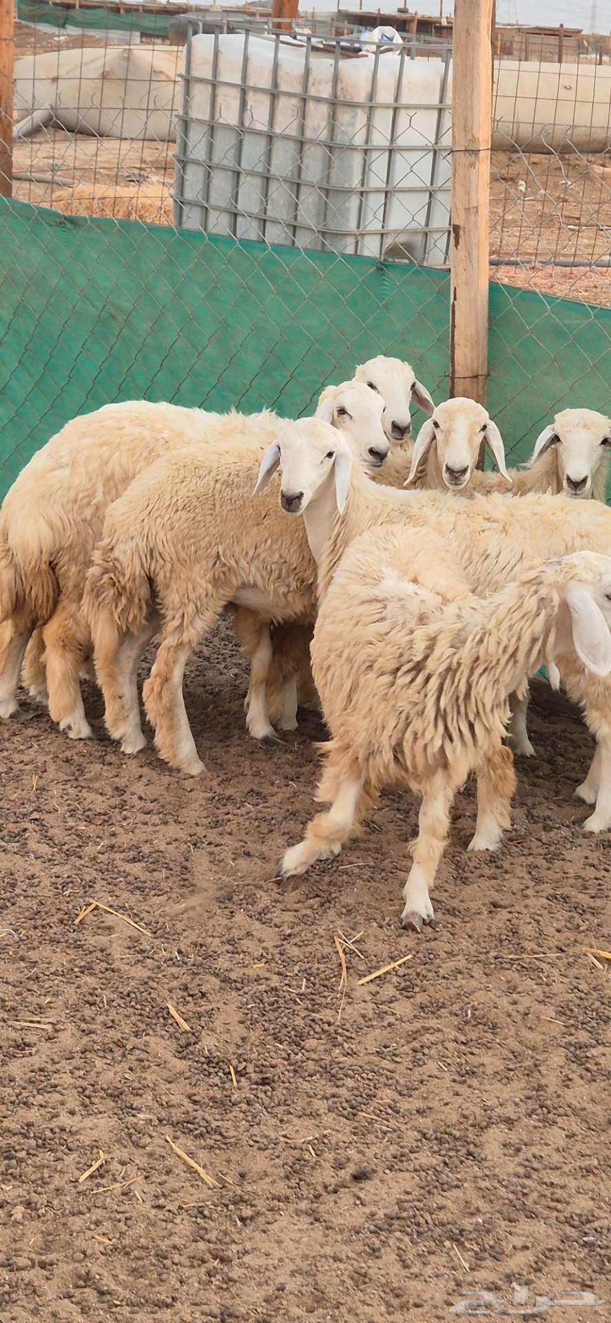 رخال حريات للبيع64394053046274110