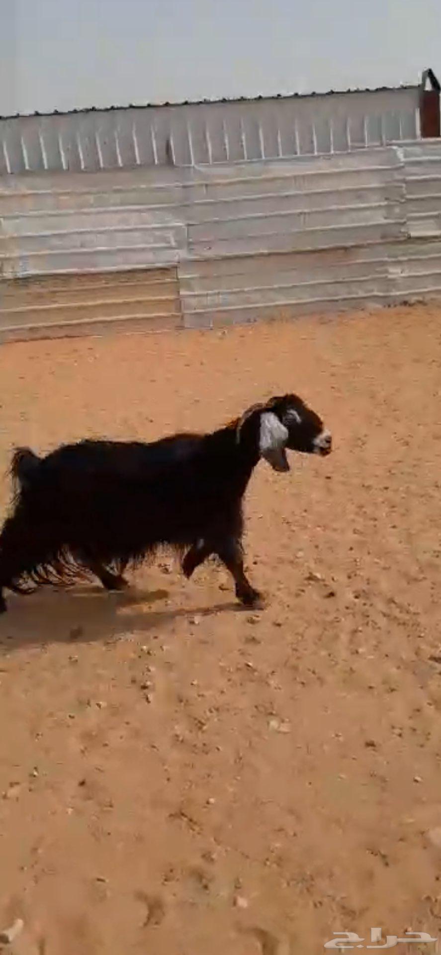 عنز حليب64395978958593110