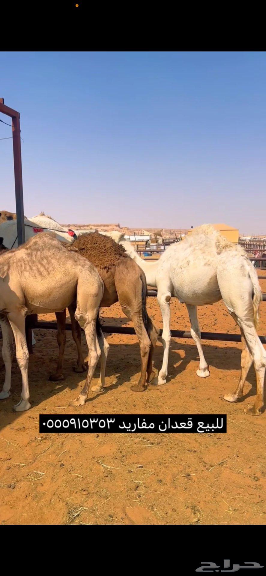 Qaadan Qasab Number 364396769491458110