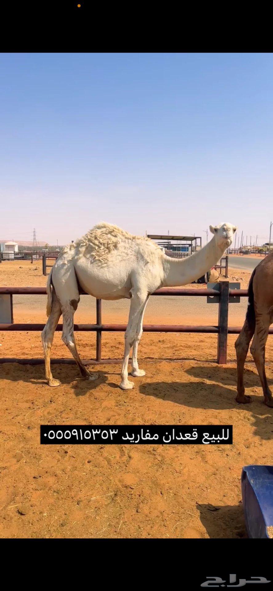 Qaadan Qasab Number 364396769491458111