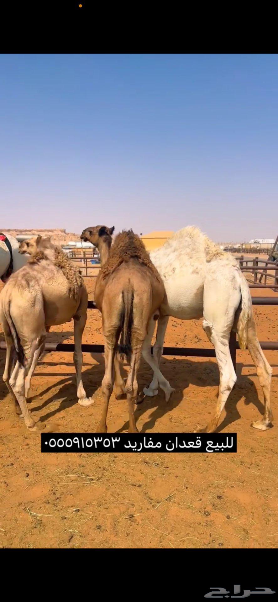 Qaadan Qasab Number 364396769491458114