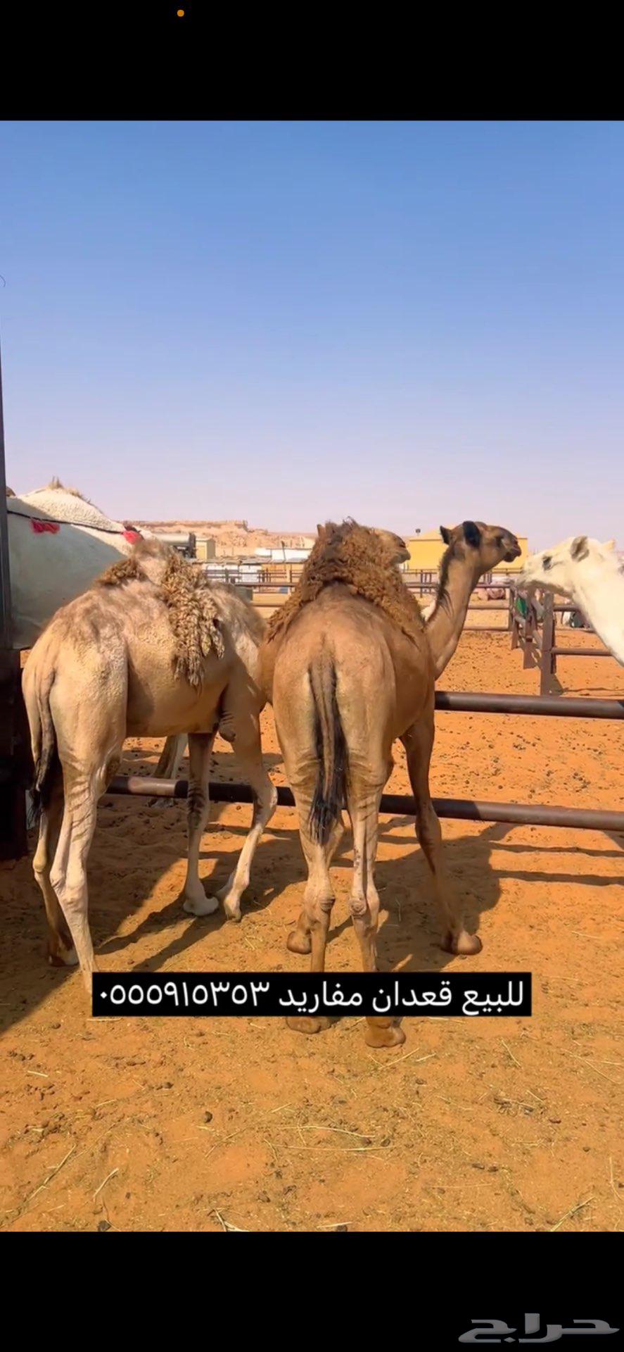 Qaadan Qasab Number 364396769491458113