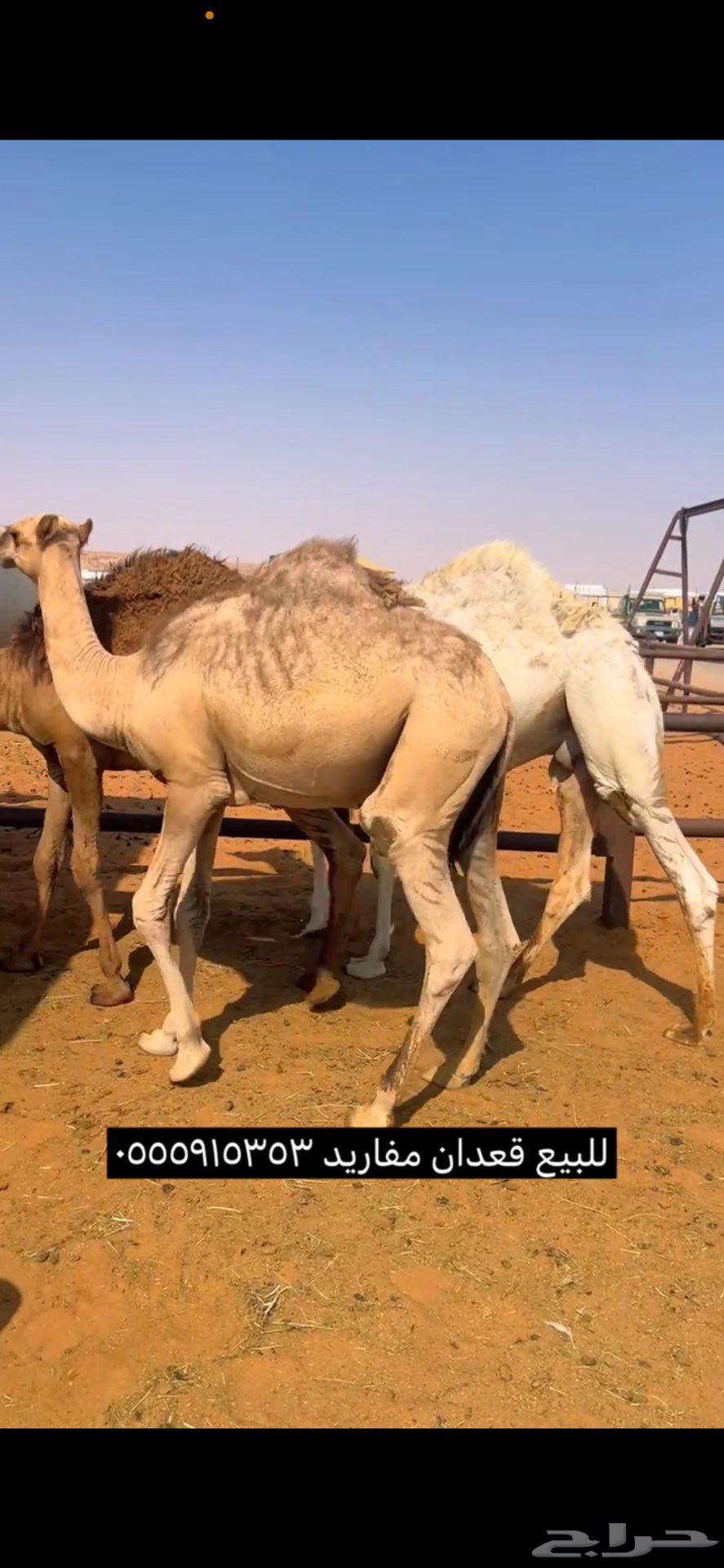 Qaadan Qasab Number 364396769491458112