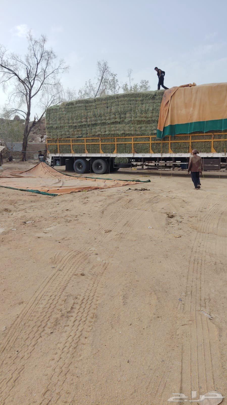 Rodes soft sheet64398686900483110