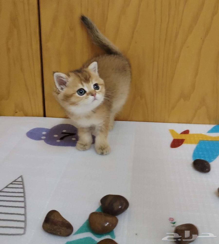 قطط سكوتش جولد بيور فولد وستريت64400120620930111