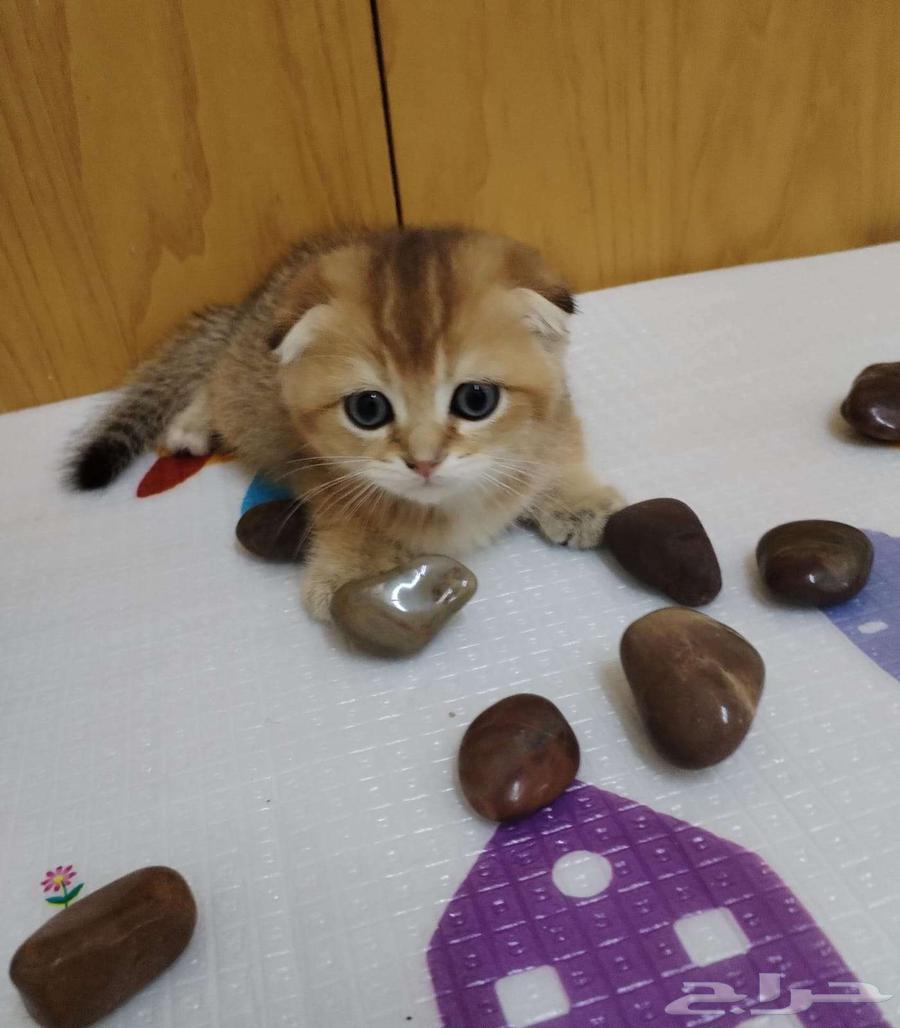 قطط سكوتش جولد بيور فولد وستريت64400120620930110