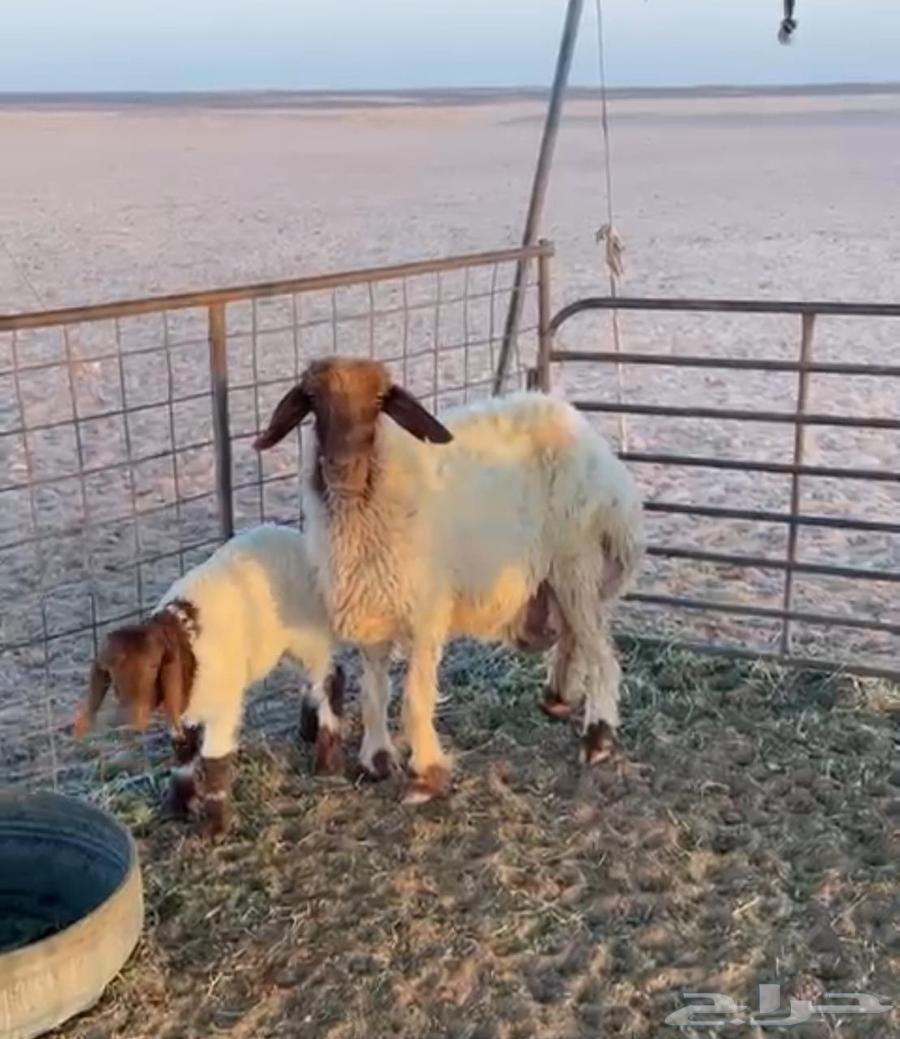 غنم نعيم للبيع64397339613698112