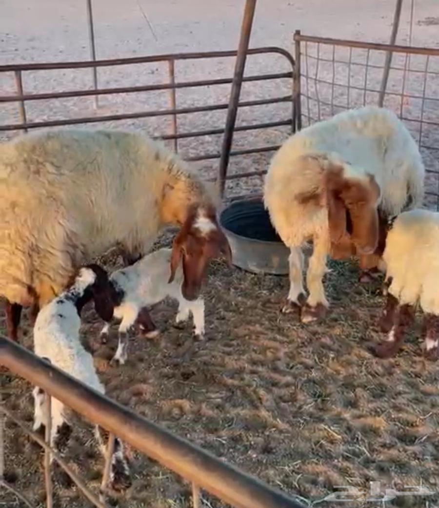 غنم نعيم للبيع64397339613698113