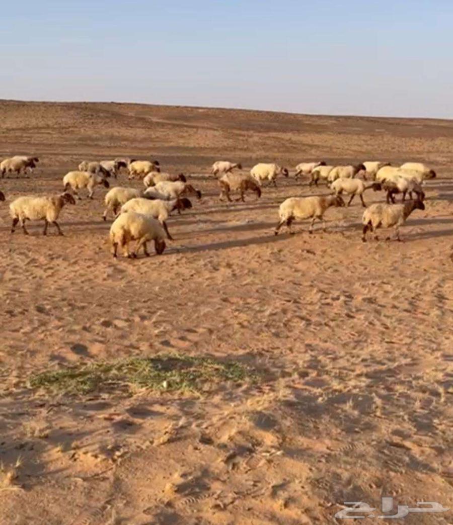 غنم نعيم للبيع64397339613698110