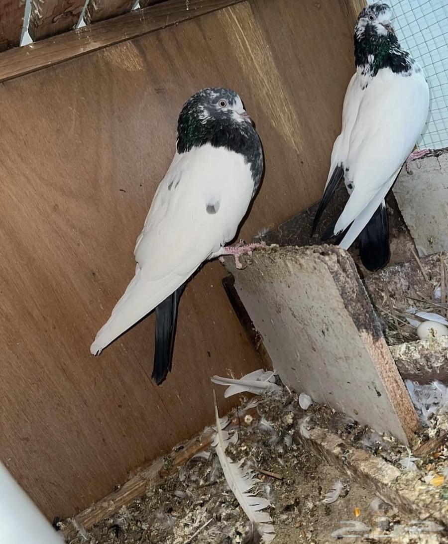 للبيع مجموعه باكستانيات بيور64400507634691111