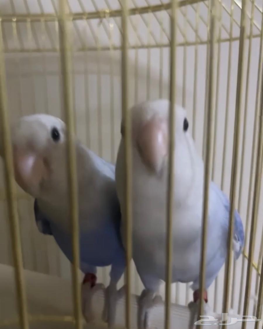 Bird of the Day64398883930627112