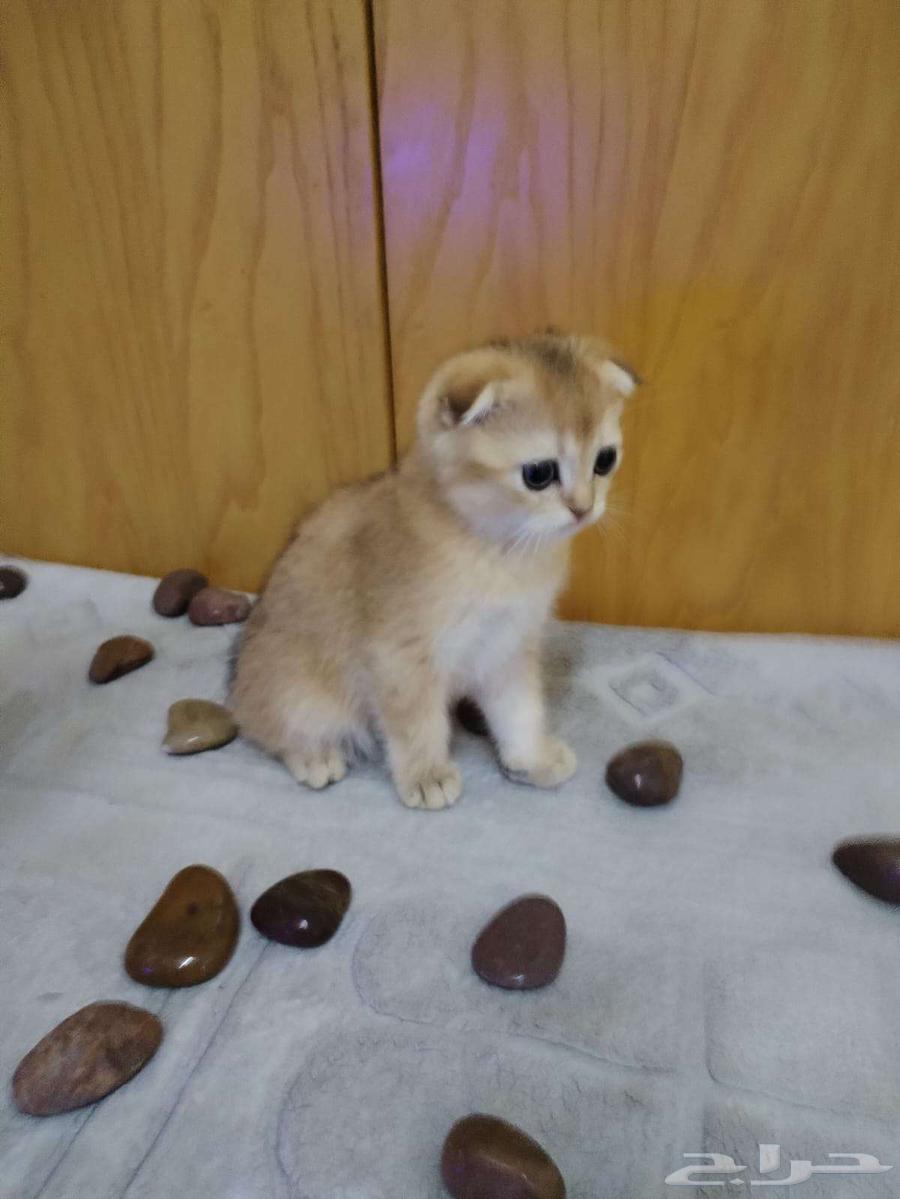 قطط سكوتش جولد بيور فولد وستريت64400120620930114